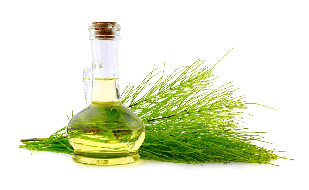 Horsetail plant oil