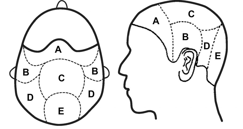 head hair and body parts attached to it.